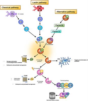 Complement Dependent Synaptic Reorganisation During Critical Periods of Brain Development and Risk for Psychiatric Disorder